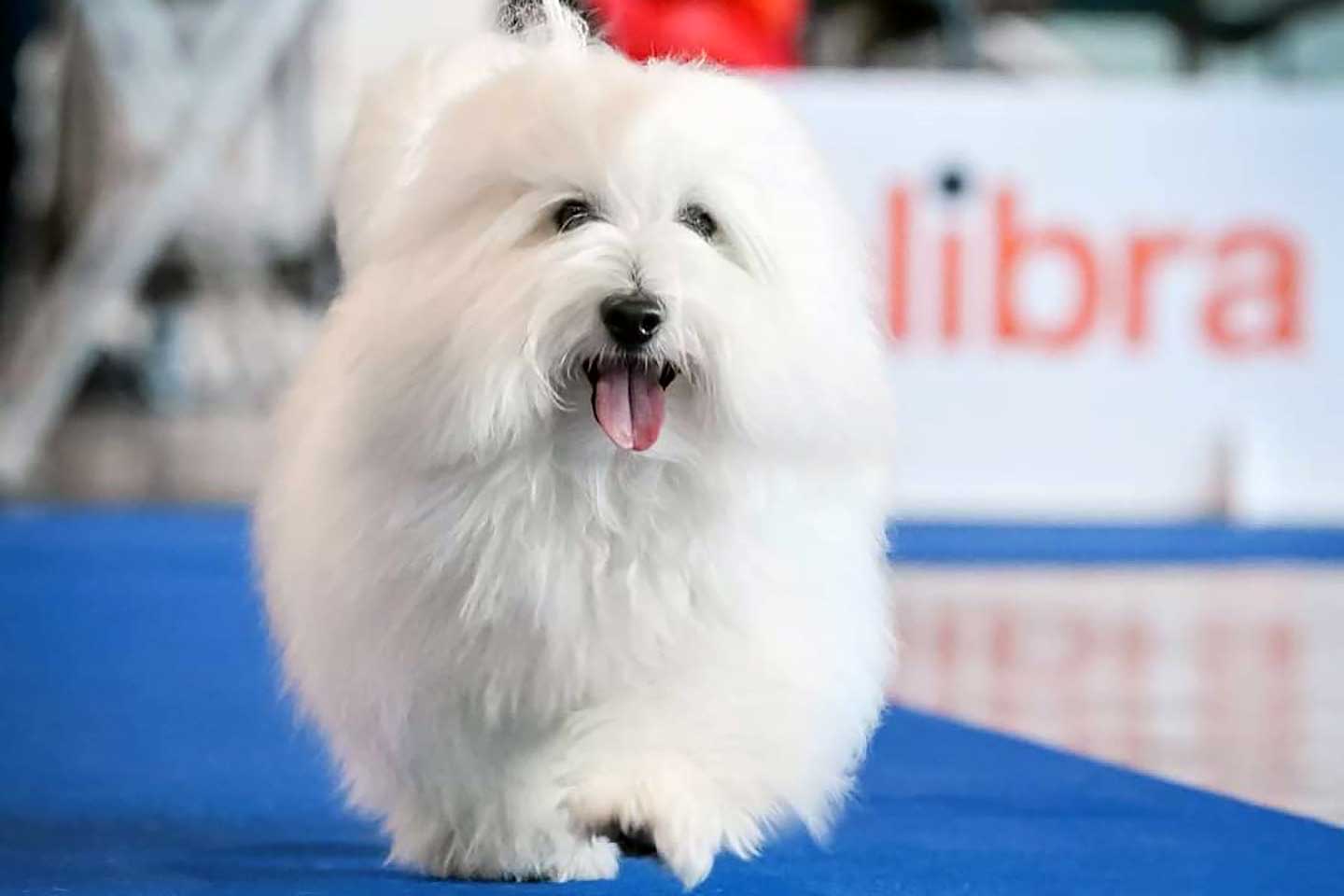 <span class='text-uppercase'>Arcobaleno Lui</span> di Batuffolo Coton 