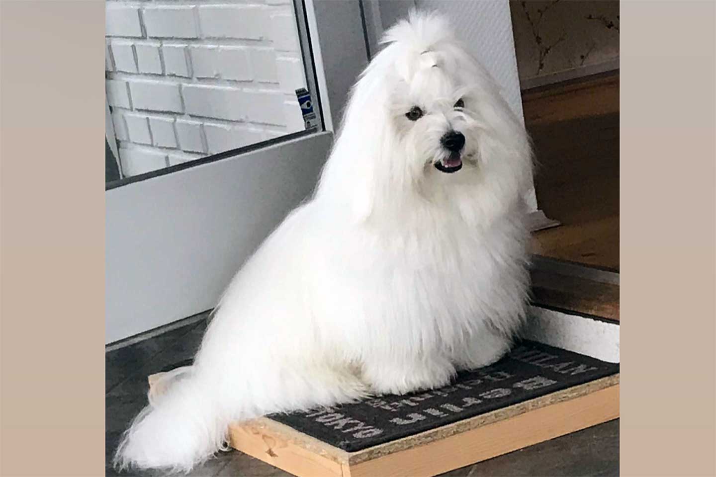 Madagaskarhunden <span class='text-uppercase'>Johannes V. Jensen</span>